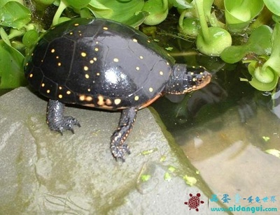 [转载]【新手必看】星点水龟的饲养与繁殖 半水龟苗饲养