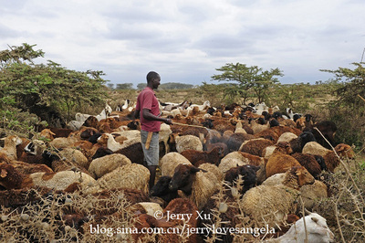 【肯尼亚】马赛人放牧牛羊 牛羊用品 牧联