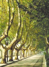 南京的法国梧桐树 上海梧桐树图片