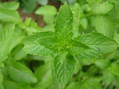 十香菜 十香菜和石香菜