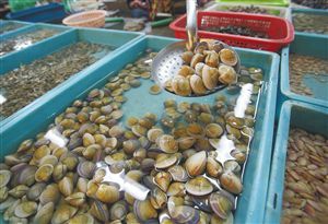 贝壳的种类 食用贝壳的种类及图片