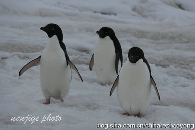 可爱的南极企鹅和鸟类 南极鸟类的介绍