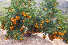 橙子树 橙子树是常绿树种吗