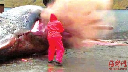 鲸的种类 抹香鲸
