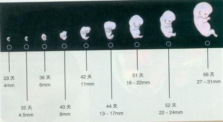 宝宝发育的全过程（图片） 宝宝发育过程
