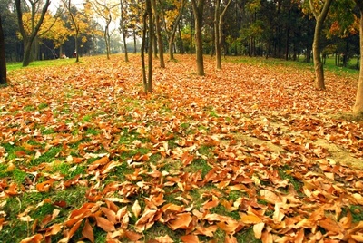 秋天来了，树叶黄了 秋天来了树叶像什么