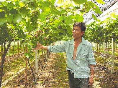 浙江葡萄生产栽培二十年得失之思考转载 山葡萄栽培技术