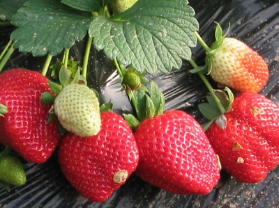草莓的形态特征与原产地介绍及盆栽方法 草莓的形态特征