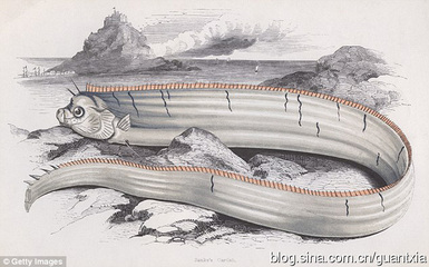 传说中的巨型皇带鱼(图) 勒氏皇带鱼