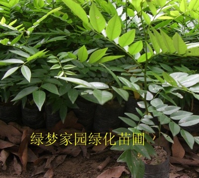 [转载]海南珍稀树种 中国珍稀树种