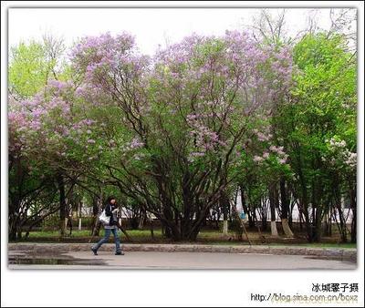 与北京相关的资料（搜集） 搜集紫丁香的相关资料