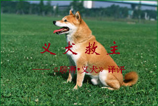 义犬救主——《聊斋•义犬》译评 义犬救主翻译城之东偏