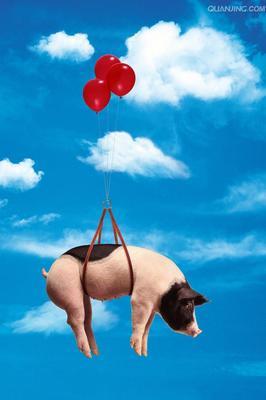 猪在天上飞 三个猪在天上飞的图片