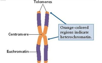 保护染色体端粒，延长寿命 染色体端粒酶