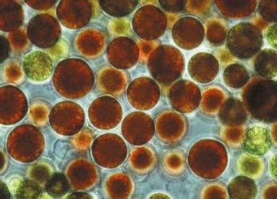 雨生红球藻和虾青素到底是什么？ 雨生红球藻养殖