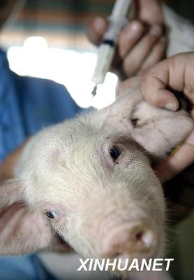 猪蓝耳病的防控 高致病性猪蓝耳病