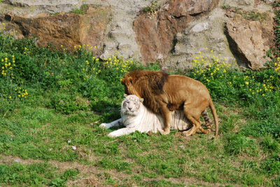 狮虎交配的产物：狮虎兽&虎狮兽