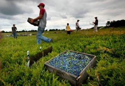 蓝莓产地分布 蓝莓产地