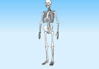 人体骨骼模型 人体骨骼模型生产厂家