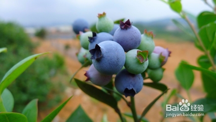 花青素的功效和作用是什么 蓝莓花青素原液的功效