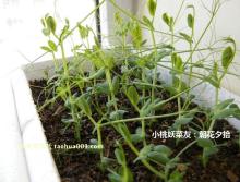 [转载]豌豆苗种植方法 豌豆苗尖种植
