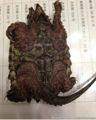 【C.K】大鳄饲育-大鳄龟的选择_龟谷 北美大鳄龟
