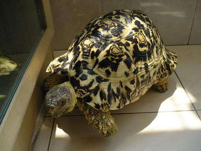 豹龟的肠胃病调理和饲养 豹龟饲养环境