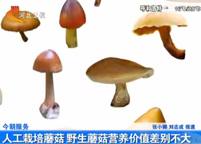 野生蘑菇 野生蘑菇的营养价值