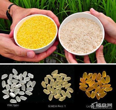 黄金大米究竟转了几个基因？ 黄金大米 几个基因