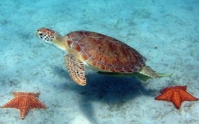 海龟自然保护区（上） 海龟自然保护区