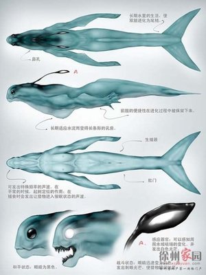 人鱼之谜——神秘的黑鳞胶人 神秘人鱼