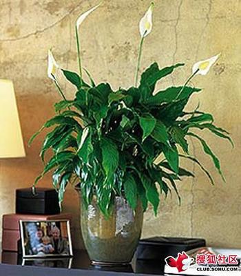 净化室内空气效果最佳的十种植物（图） 室内净化空气植物