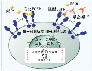 爱必妥ERBITUX®(西妥昔单抗cetuximab)使用说明书2009年7月22 西妥昔单抗 爱必妥