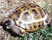 四爪陆龟生态学研究概况及保护现状 生态学环境保护的意义