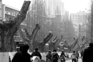实拍：南京百年梧桐树“惨遭砍头”（组图）