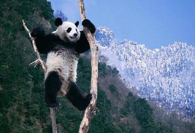 四川大熊猫栖息地——卧龙、四姑娘山和夹金山—中国(32)—世界文 大熊猫的栖息地
