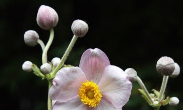 “打破碗花花”和“打破碗碗花” 打破碗