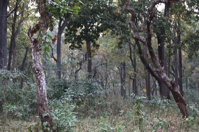 【尼泊尔】亲历尼泊尔骑大象进入原始森林探险 原始森林探险的电影