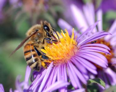 蜜蜂的生活习性——宋易