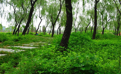 北京的郊野公园之朝来森林公园 北京郊野森林公园