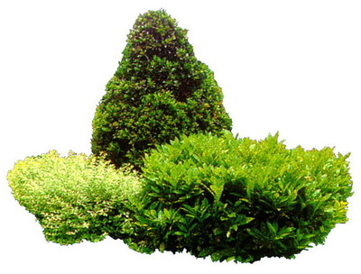 常见绿化植物树木图片 常见绿化带灌木植物