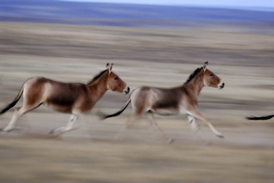 绝代双驴——探秘中国境内的两种野驴（藏野驴与蒙古野驴） 野驴