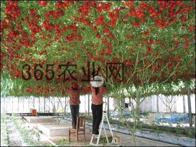 一棵超高的番茄树 树番茄怎么吃
