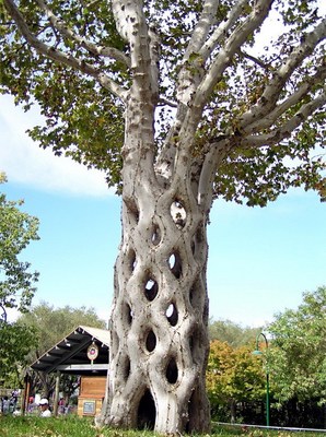 黄山松树的资料 黄山松树是哪个品种