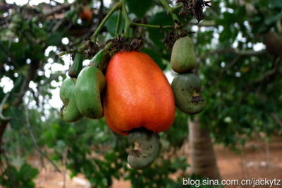 【坦桑尼亚】长在树上的非洲腰果都啥样？ 坦桑尼亚腰果