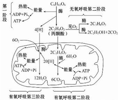 温度和光合作用与呼吸作用（转载） 光合作用和呼吸作用