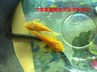 转：黄金胡子鱼的饲养，繁殖方法