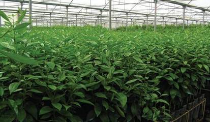 华宁盘溪矮密植优质柑桔栽培管理技术 果树矮化密植栽培技术