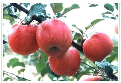 苹果的生长过程 苹果的营养价值