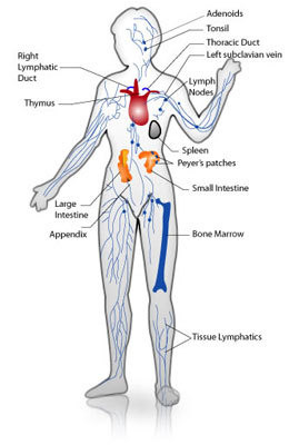 人体“九大”系统之六——免疫系统 人体九大系统的联系